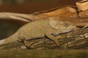 Chameleon krátkorohý